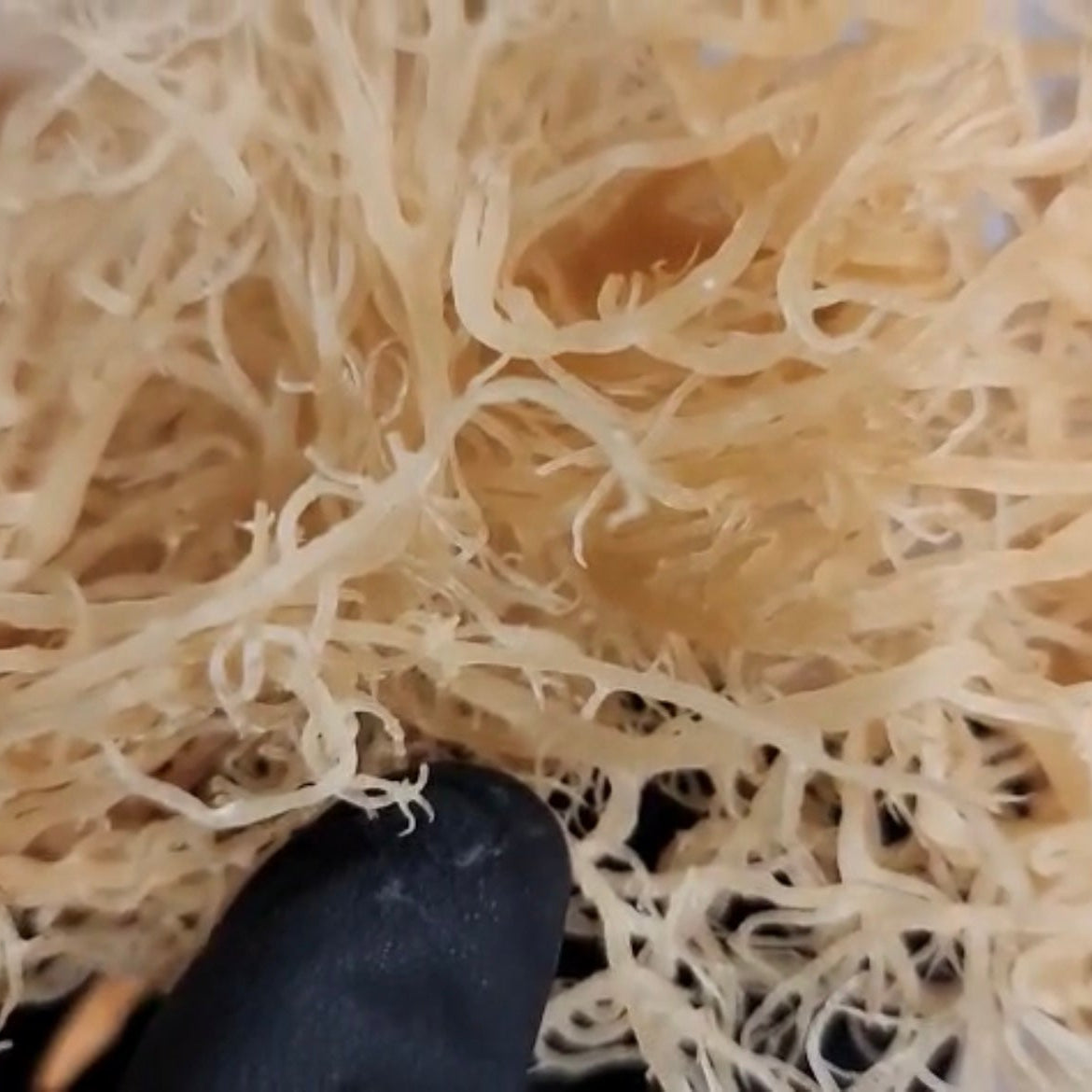 Wildcrafted Caribbean Sea Moss (Gold)