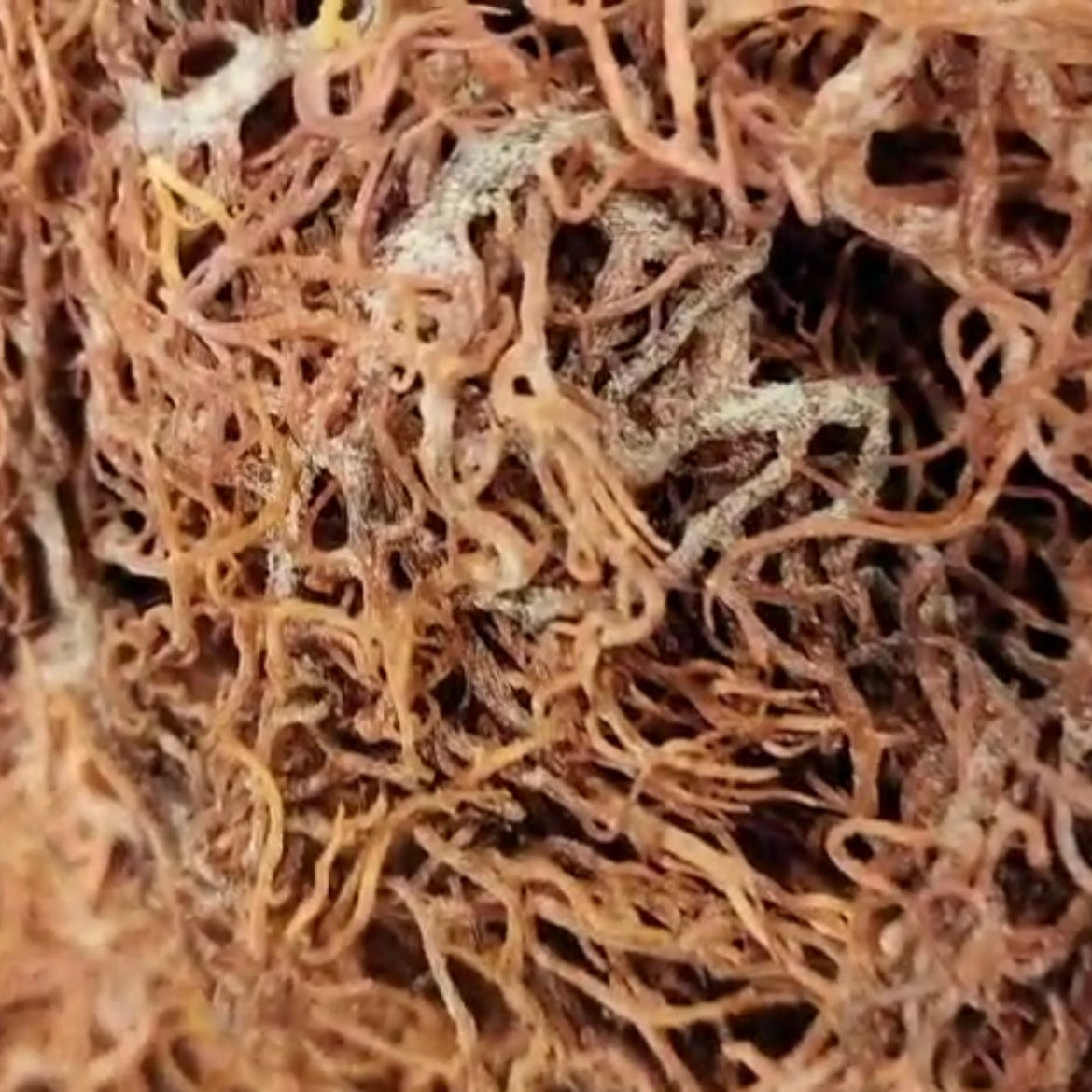 Wildcrafted Caribbean Sea Moss (Gold)