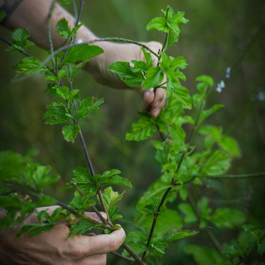 A person's hands holding a branch of Blue Vervain, with lush green leaves.