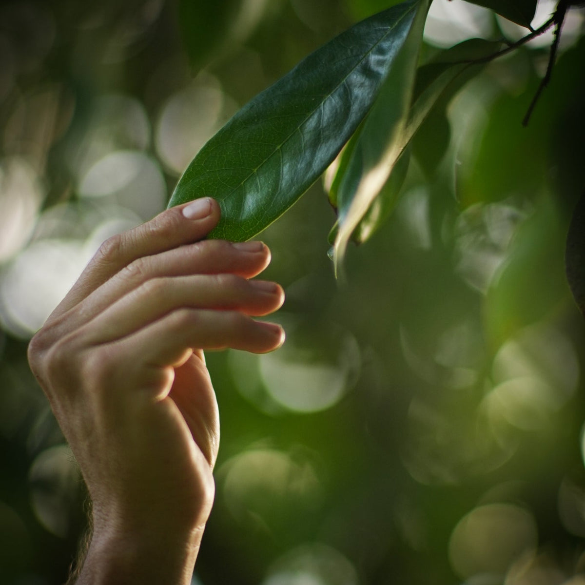 A close-up image of a hand holding a fresh soursop leaf with more leaves and greenery in the background.