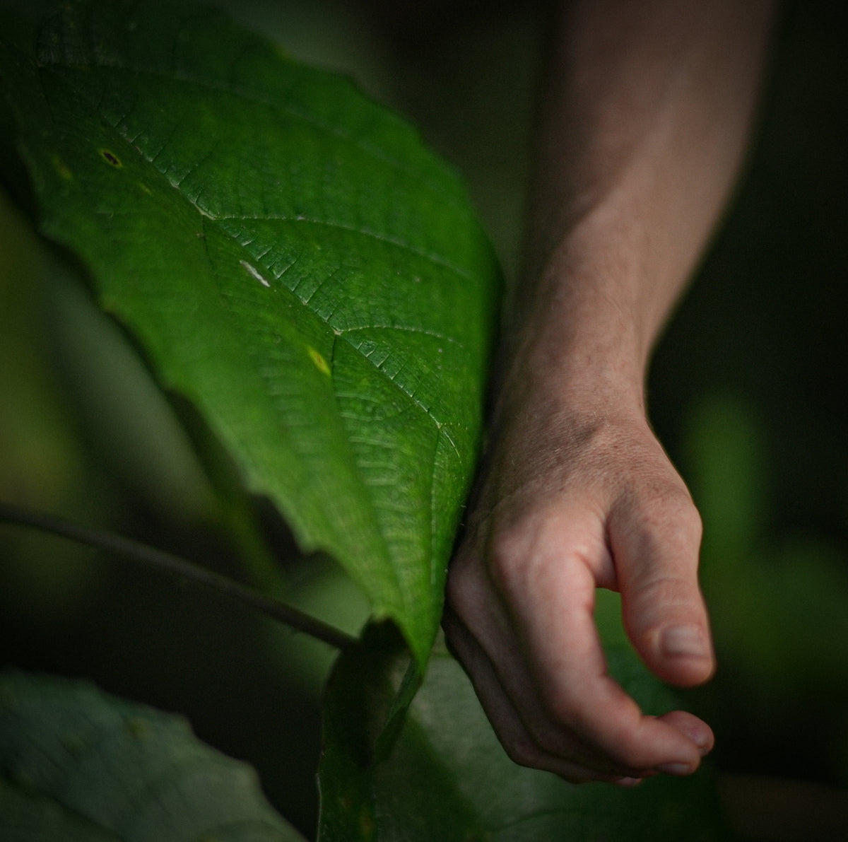 King Urtiga / Stinging Nettle