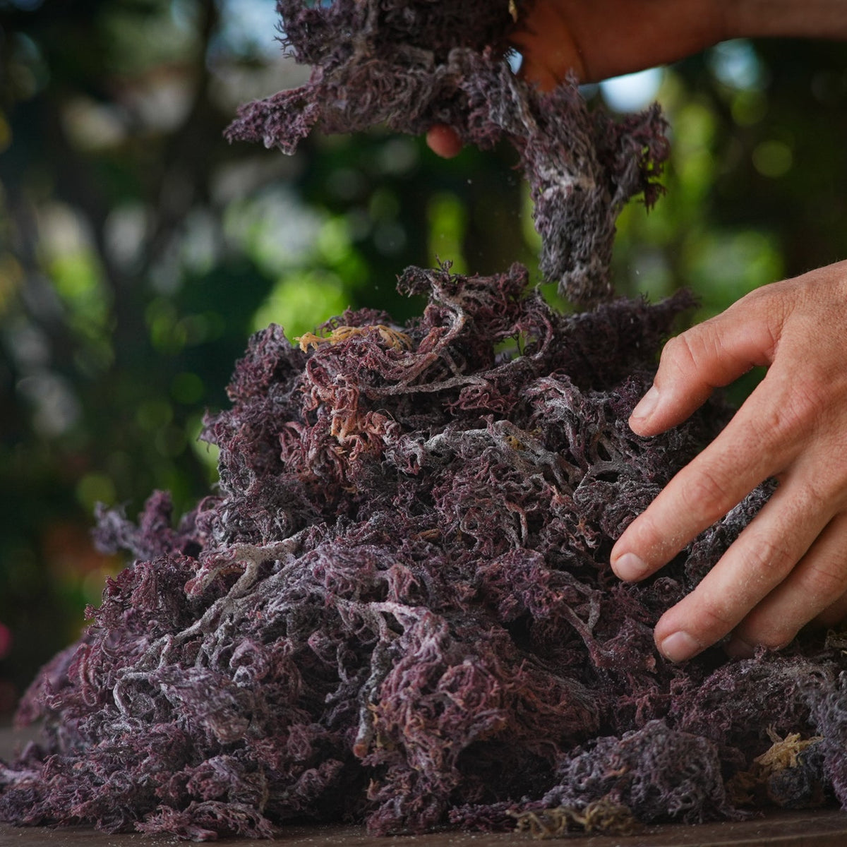 Wildcrafted Caribbean Sea Moss (Gold)